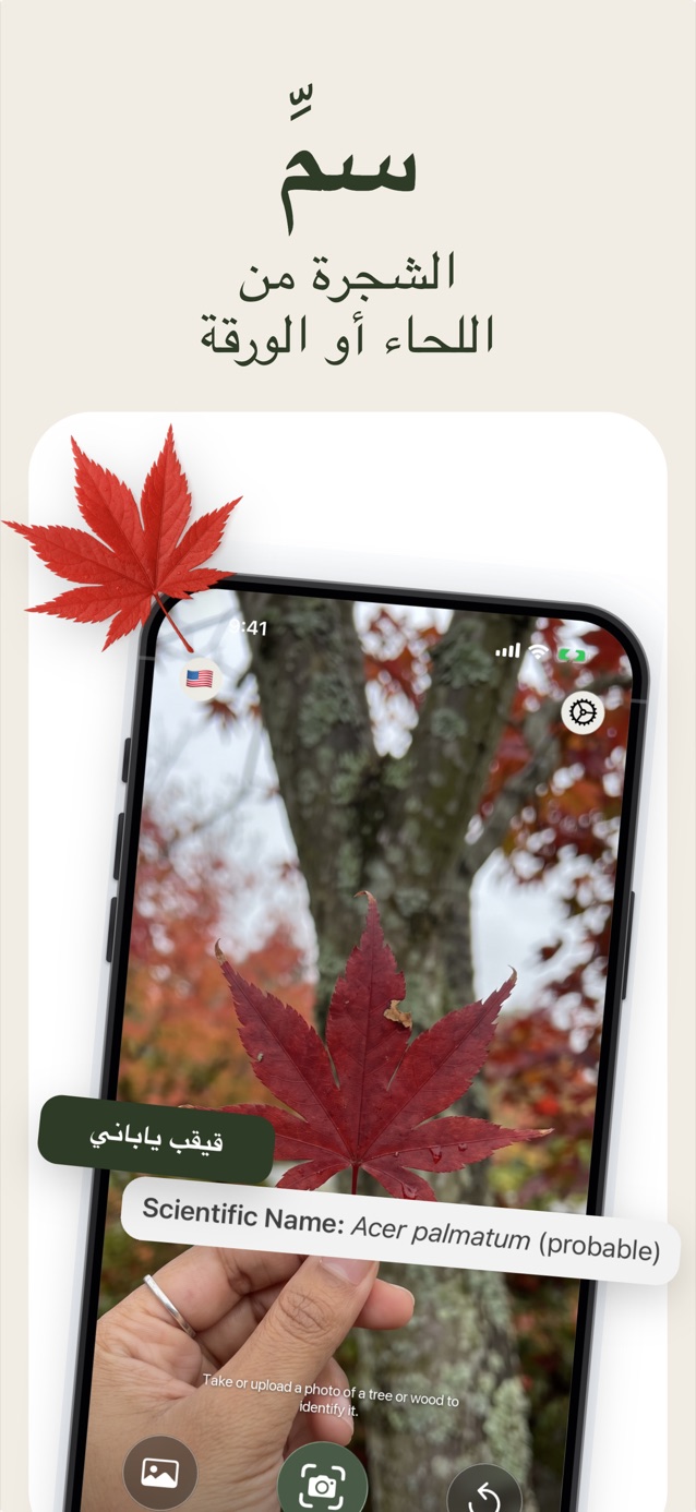 تعرّف على الأشجار من اللحاء أو الأوراق: LasWood يحدد القيقب الياباني Acer palmatum