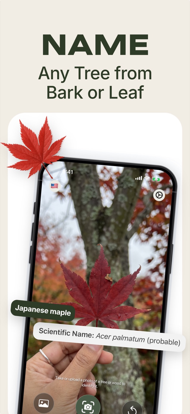 Name any tree from bark or leaf: LasWood identifying a Japanese maple, Acer palmatum
