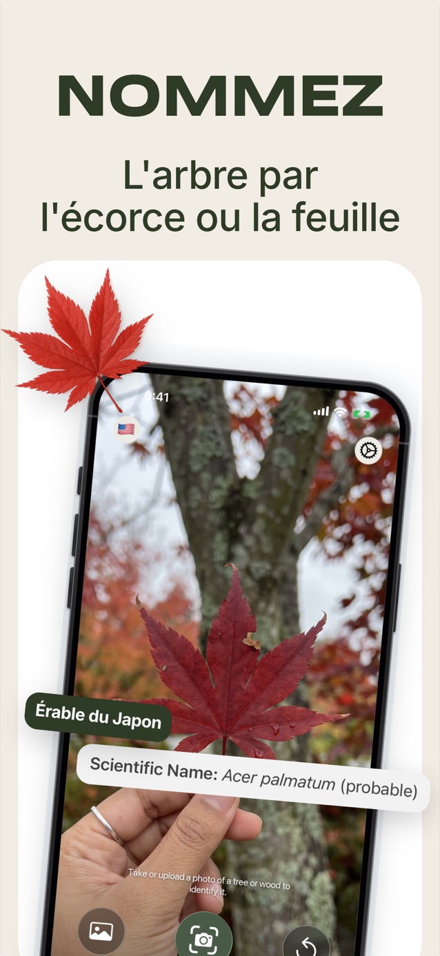Reconnaissez un arbre à son écorce ou à ses feuilles : LasWood identifie un érable du Japon, Acer palmatum