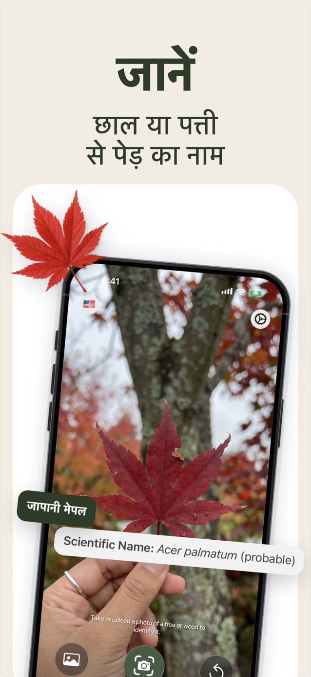 छाल या पत्ते से पेड़ पहचानें: LasWood जापानी मेपल, Acer palmatum, की पहचान करता हुआ