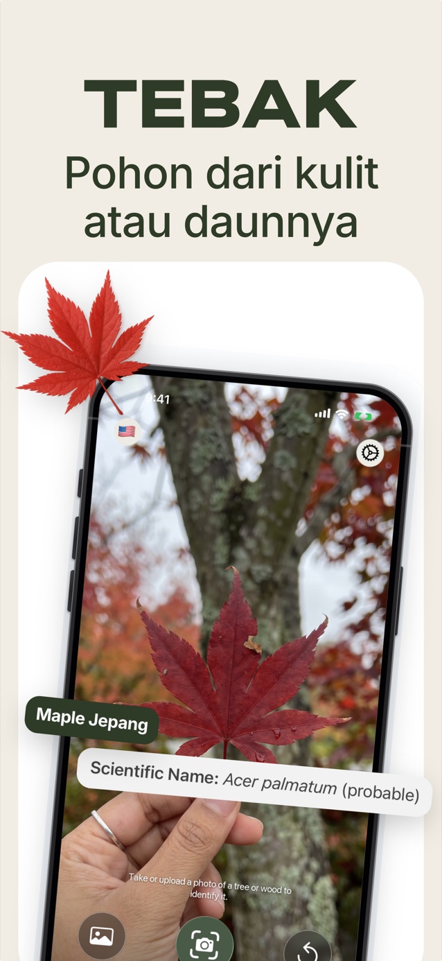 Kenali pohon dari kulit atau daunnya: LasWood mengidentifikasi maple Jepang, Acer palmatum