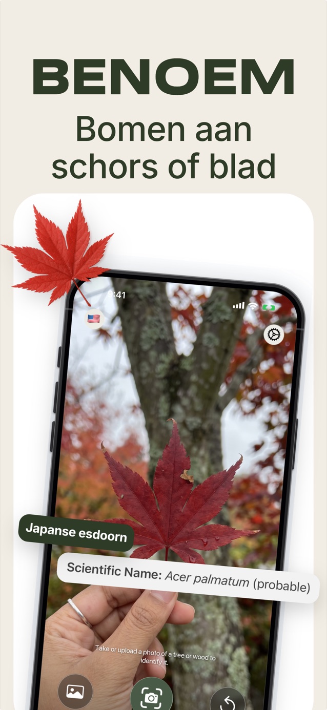 Herken bomen aan schors of blad: LasWood herkent een Japanse esdoorn, Acer palmatum