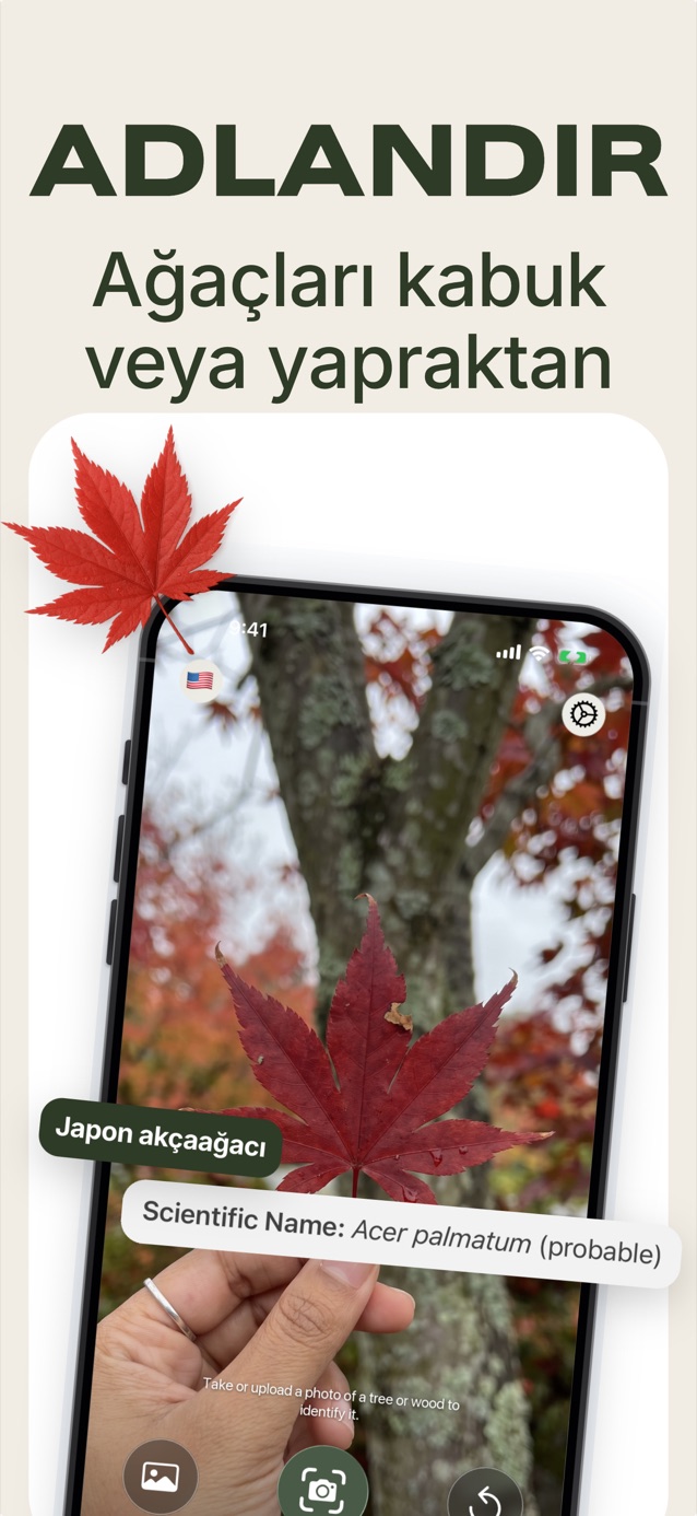Ağaçları kabuğundan veya yaprağından tanıyın: LasWood Japon akçaağacını, Acer palmatum, tanımlıyor