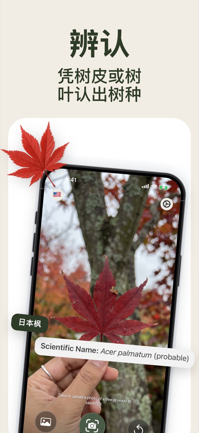 看树皮或叶片辨树种：LasWood 正在识别鸡爪槭 Acer palmatum